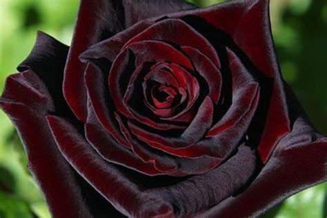 Despre trandafirul Black Baccara (Black Baccara): descrierea .